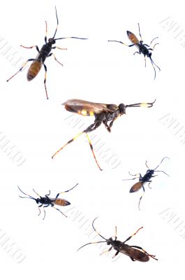 Bugs on the rampage