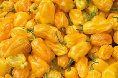 yellow pepper