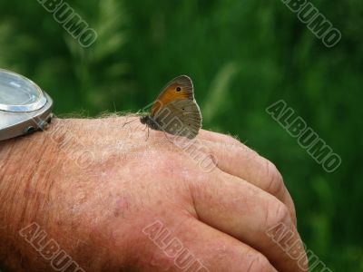Butterfly on the hand