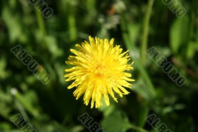 Dandelion