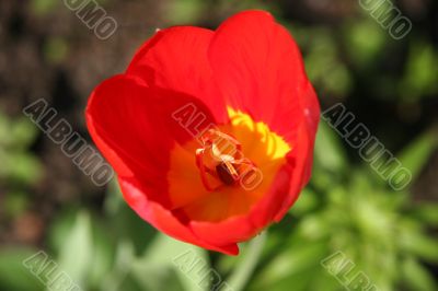Red tulip