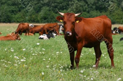 Cow Showing Tongue in the Field