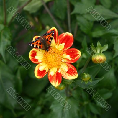 Colorful Butterfly on Dahlia Flower with Bud on Green Background