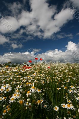 Poppies in Camomiles Field in Summer Day under Cloudy Sky