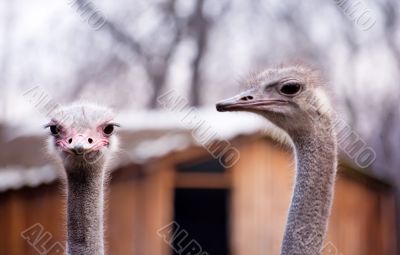 The optimist and the pessimist