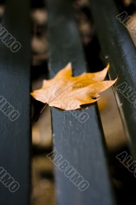 Fallen leaf on the bench
