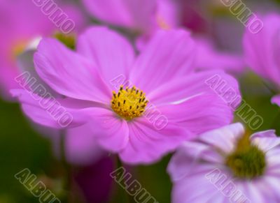 Lilac flower close-up