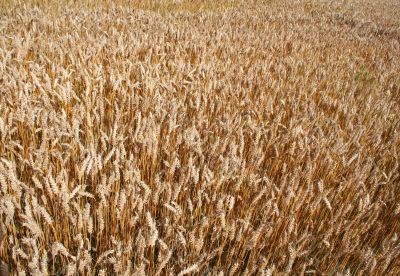 grain field