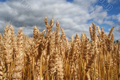 grain field