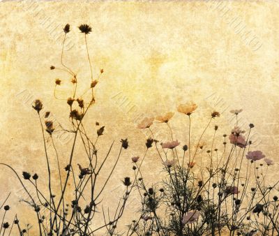 old-fashioned flower