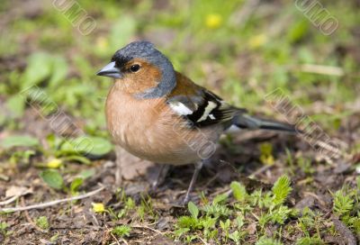 Chaffinch in a grass