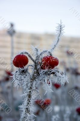 Hoarfrost on a dogrose
