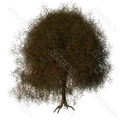 tree