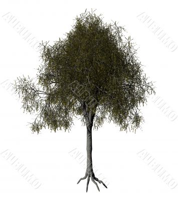 tree