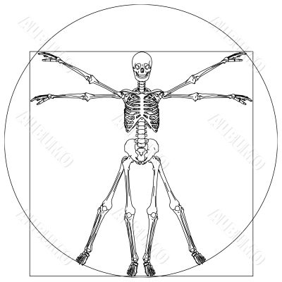 skeleton