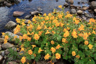 Monkey-flower or musk-flower (Mimulus)