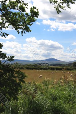 Cheviot Hills