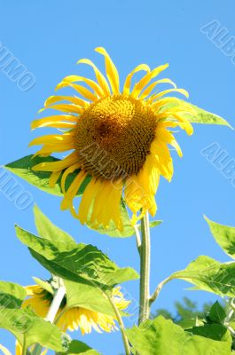 Sunflowers in a field in France