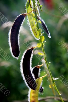 Wild sweet pea (Lathyrus ochroleucus)
