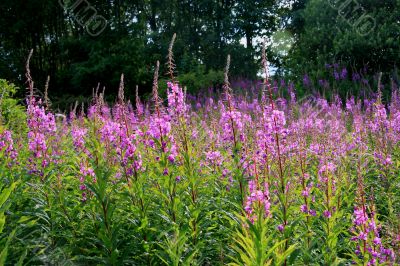 Rosebay Willowherb (Epilobium angustifolium)