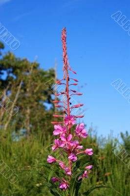 Rosebay Willowherb (Epilobium angustifolium)