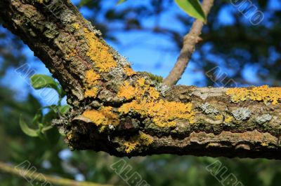 Lichens on decaying tree