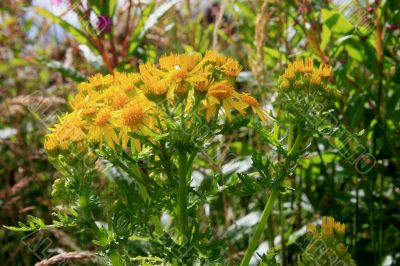 Common Fleabane (Philadelphia Fleabane)