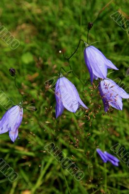 Harebell (Campanula rotundifolia)