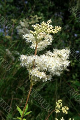 Filipendula (ulmaria)