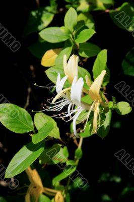 Japanese Honeysuckle