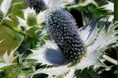 Sea Holly Eryngium