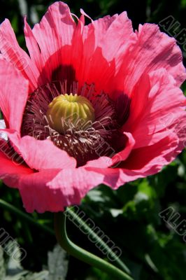 Poppy Papaver