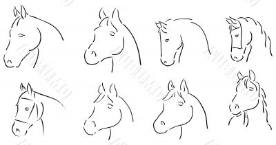 horses