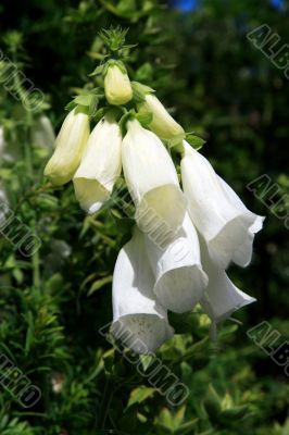 Foxglove Digitalis