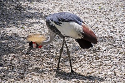 South African Crowned Crane
