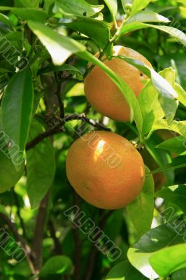 Citrus