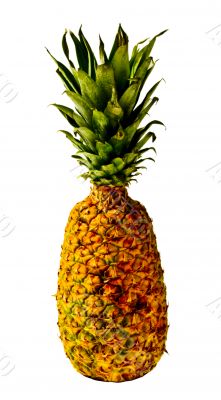 Isolated Pineapple