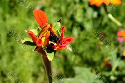 Bumble Bee Pollinates a Flower