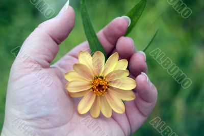 yellow daisy