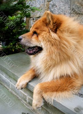 Dog Lounging on Steps