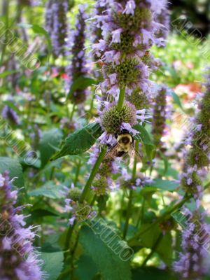 Springtime Bumble Bee