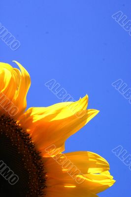 Sunflower bloom in summer garden