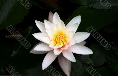 White water lily bloom on pond
