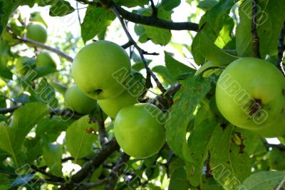 Green Apples in an Autumn Orchard