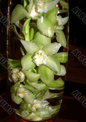 White Orchids Submerged in a Glass Vase