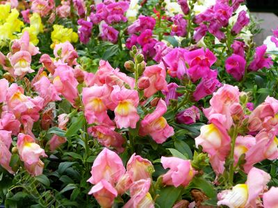 Colorful Spring Snapdragon