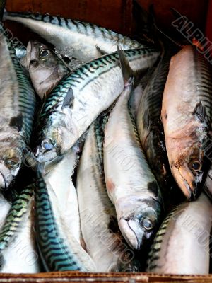 Fresh Fish