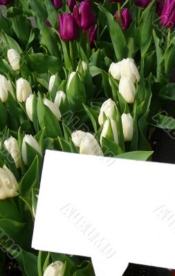 Fresh White and Purple Spring Tulips