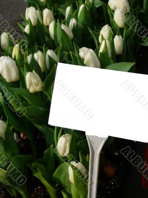 Spring Tulips with Blank White Label Sign
