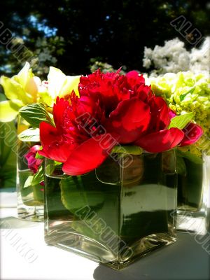 Single red peony in classic glass vase